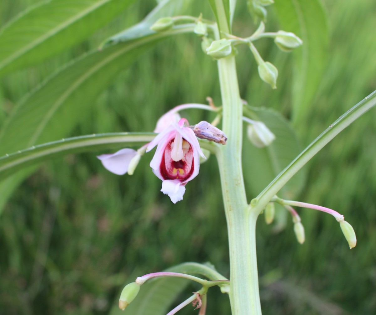 Hydrocera triflora (L.) Wight & Arn.